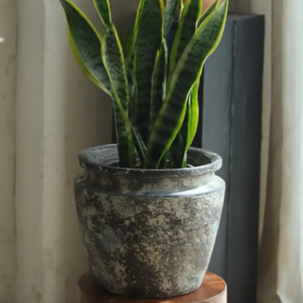 Grand pot de fleur pour arbre