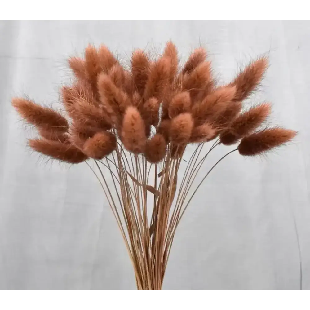 Fleurs séchées pas cher