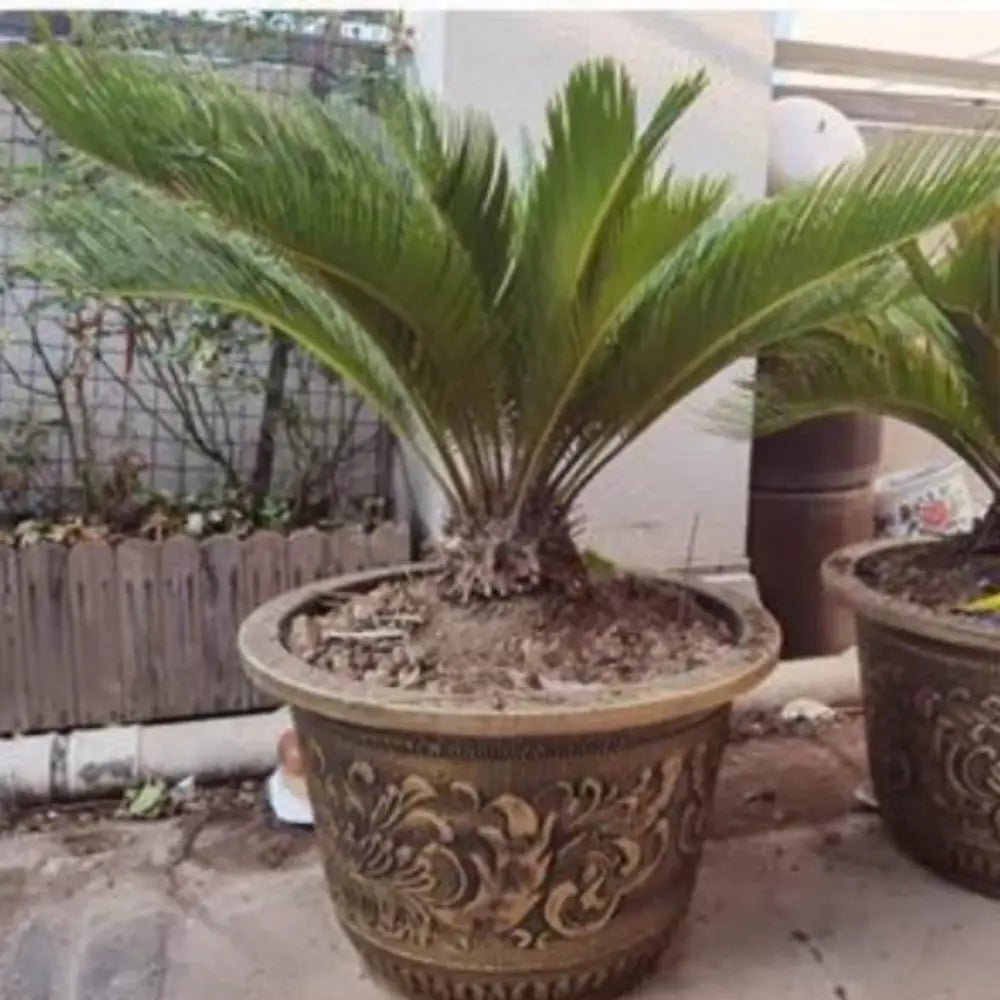 Grand pot de fleur doré