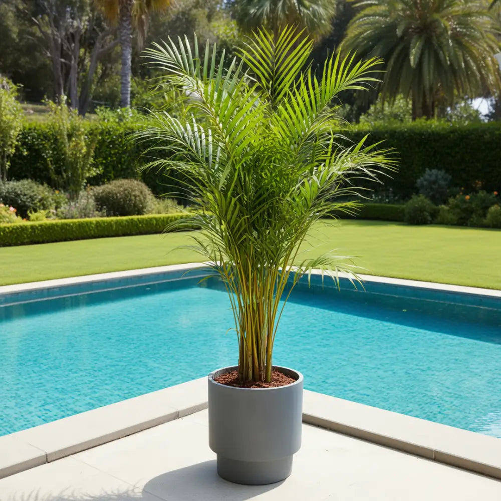 Grand pot de fleur exterieur pour palmier