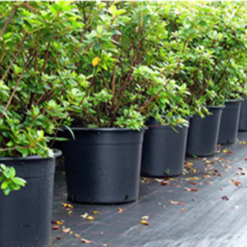 Grand pot de fleur plastique