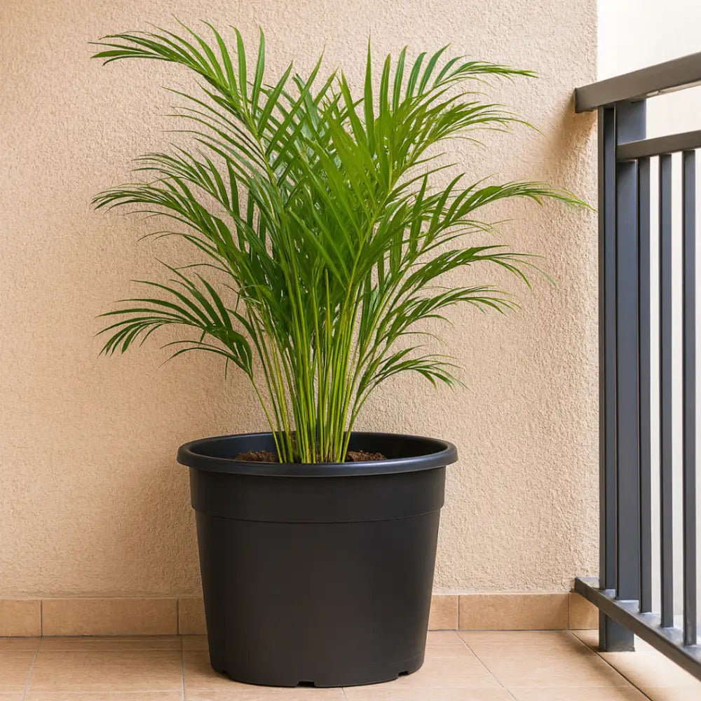 Grand pot de fleur plastique