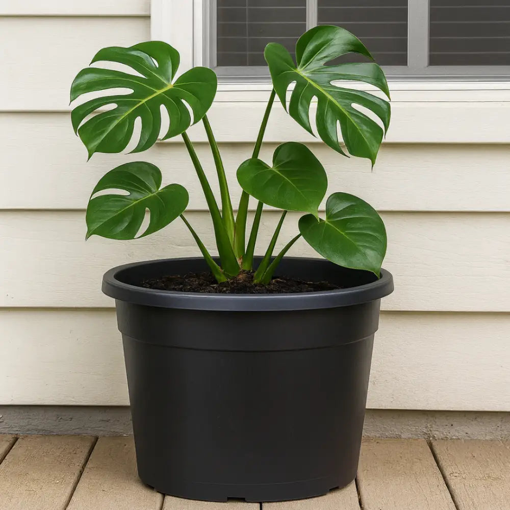 Grand pot de fleur plastique