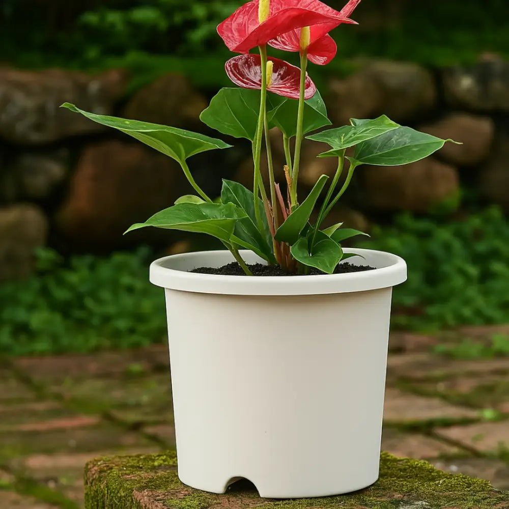Grand pot de fleur plastique blanc