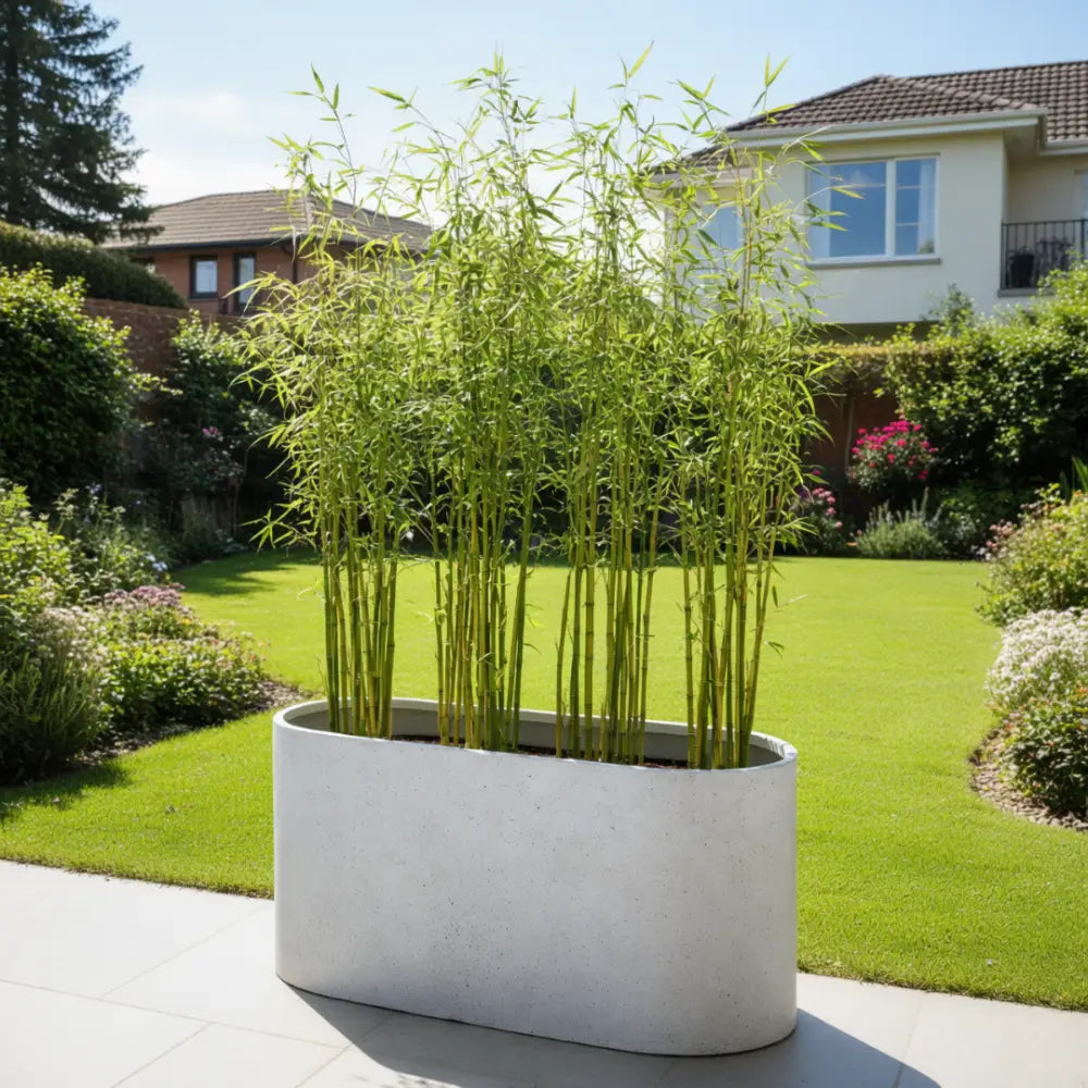 Grand pot de fleur pour bambou