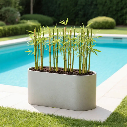 Grand pot de fleur pour bambou