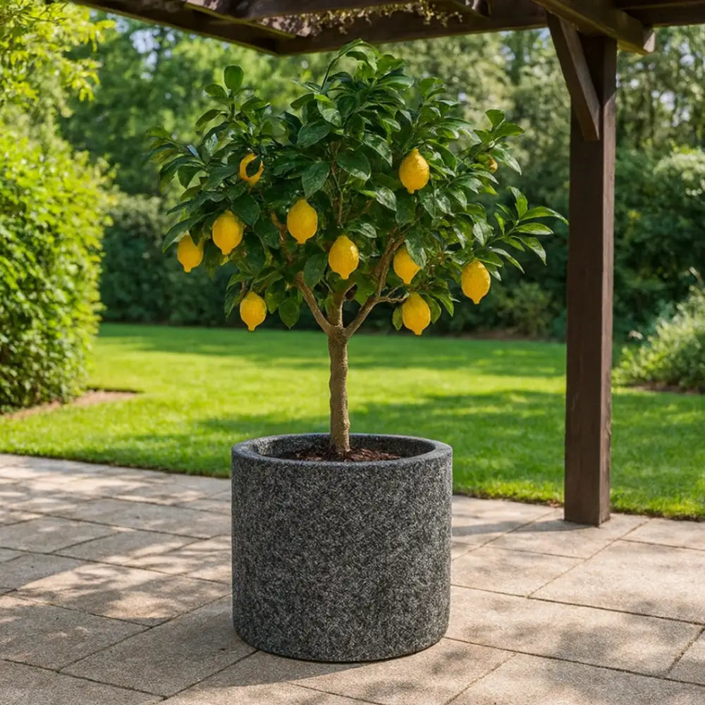 Grand pot de fleur pour citronnier