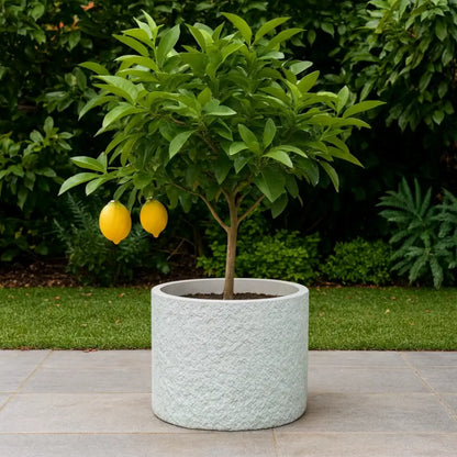 Grand pot de fleur pour citronnier