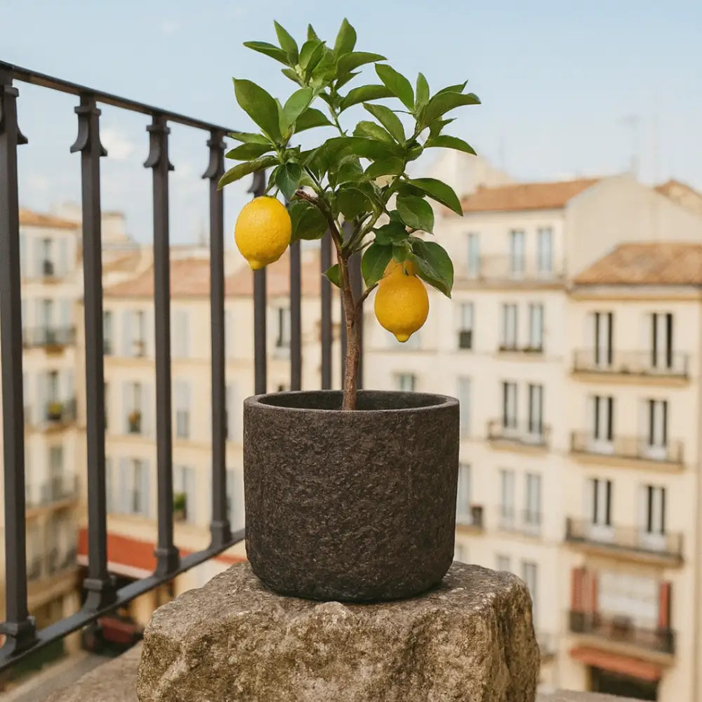 Grand pot de fleur pour citronnier