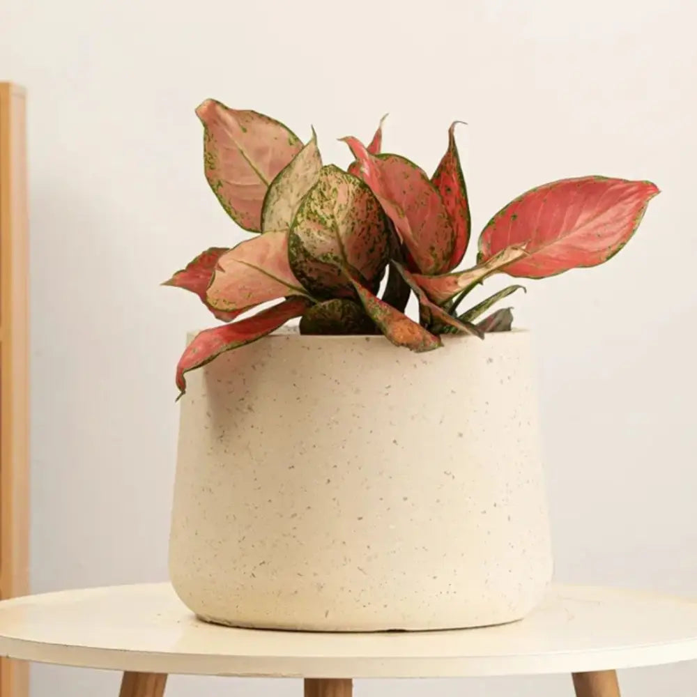 Gros pot de fleur beige