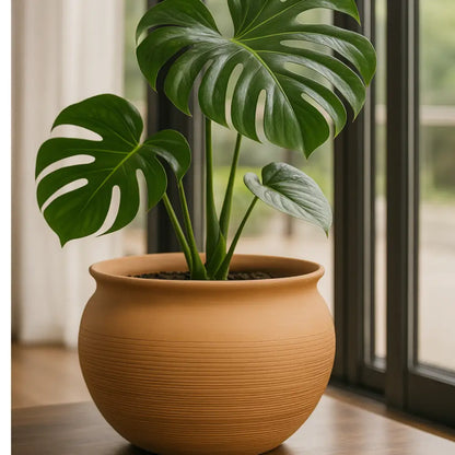 Gros pot de fleur en terre cuite