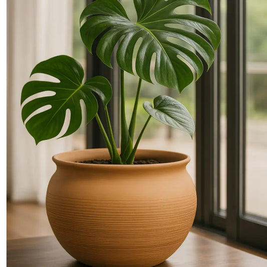 Gros pot de fleur en terre cuite