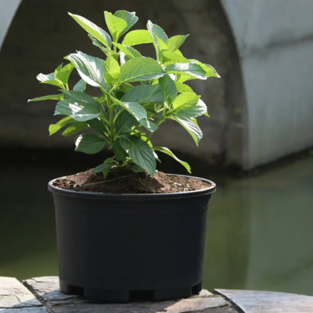 Gros pot de fleur extérieur plastique