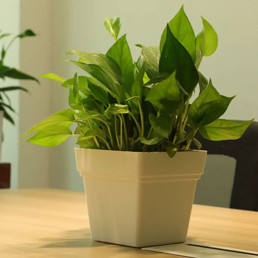 Pot de fleur blanc carré