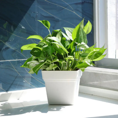 Pot de fleur blanc carré