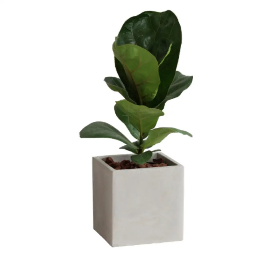 Pot de fleur carré 15x15