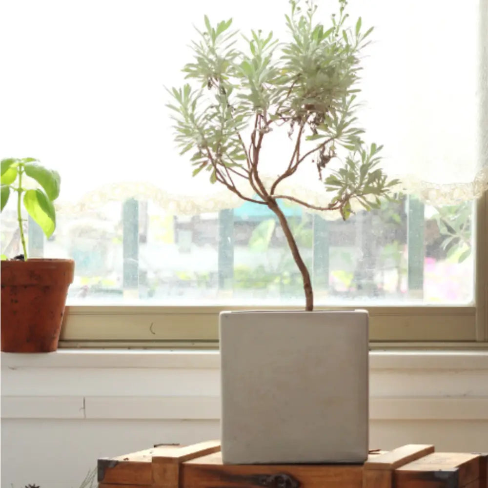 Pot de fleur carré 15x15