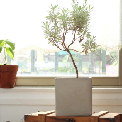 Pot de fleur carré 15x15