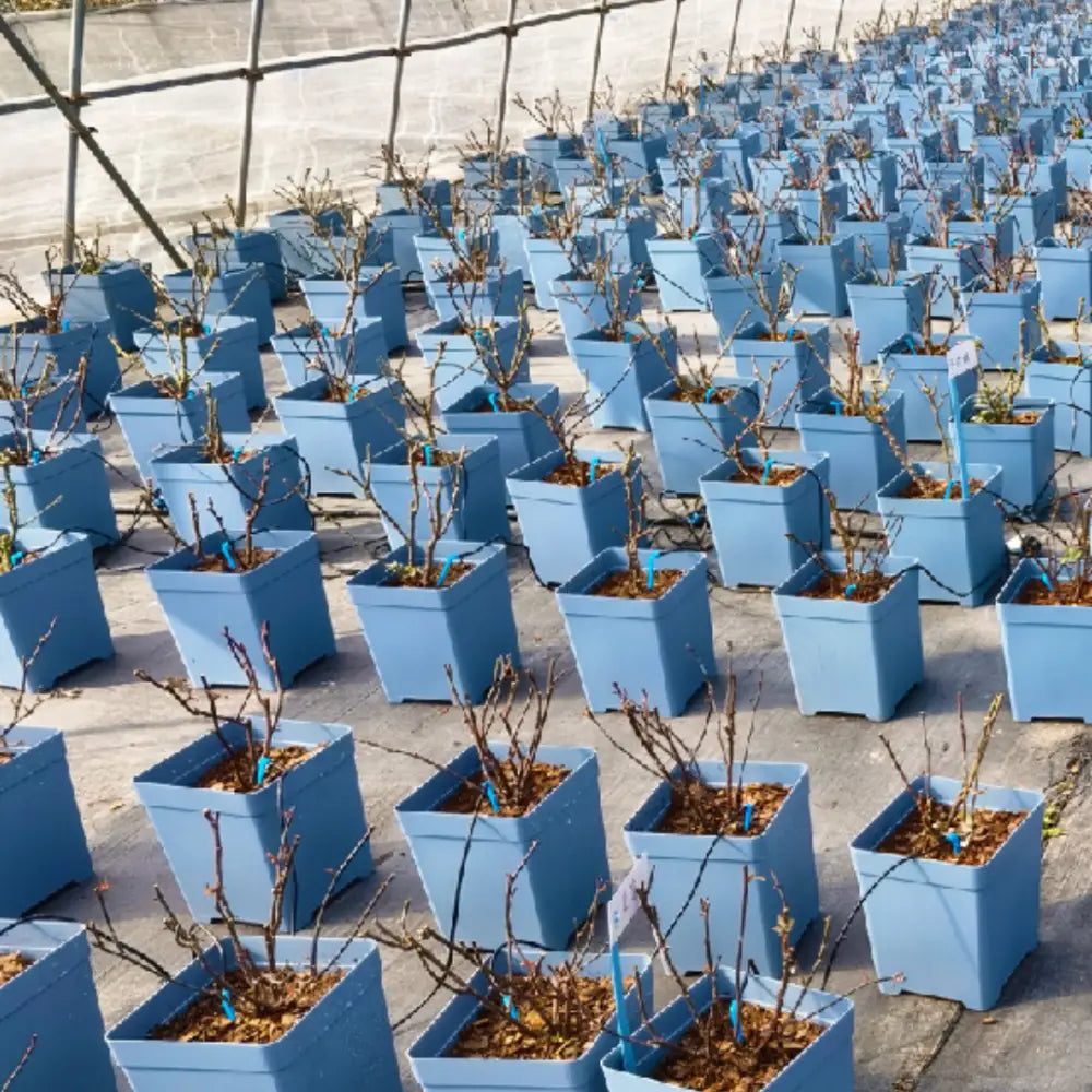 Pot de fleur carré en plastique