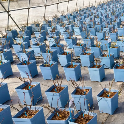 Pot de fleur carré en plastique