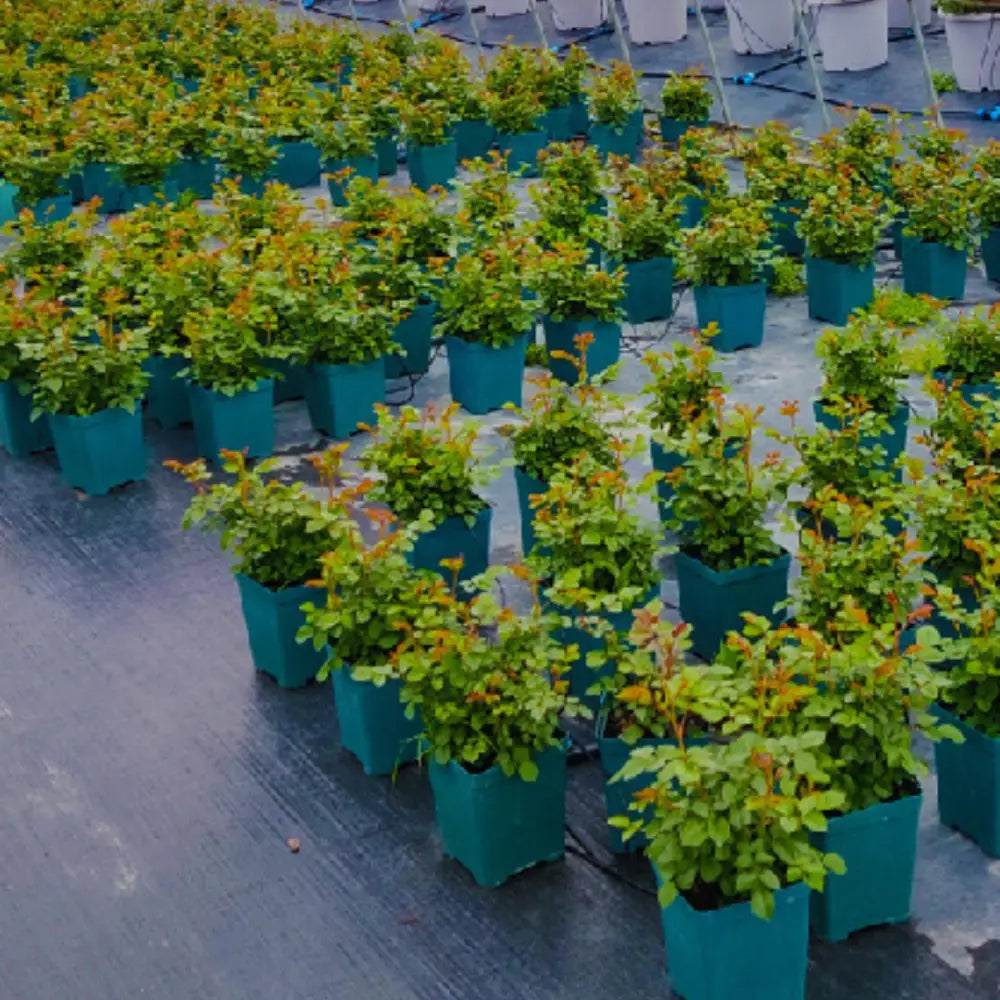 Pot de fleur carré en plastique