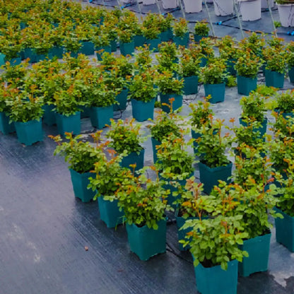 Pot de fleur carré en plastique