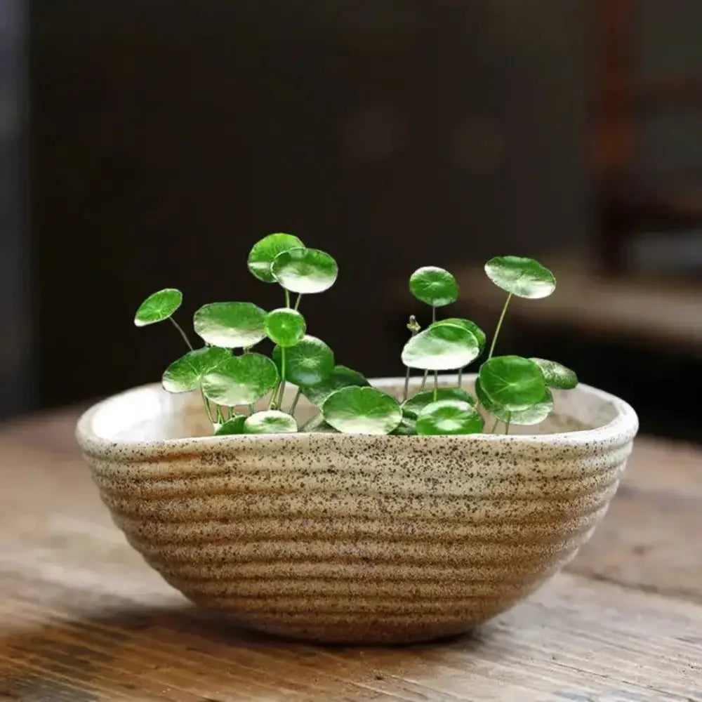 Pot de fleur décoratif intérieur