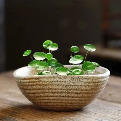 Pot de fleur décoratif intérieur