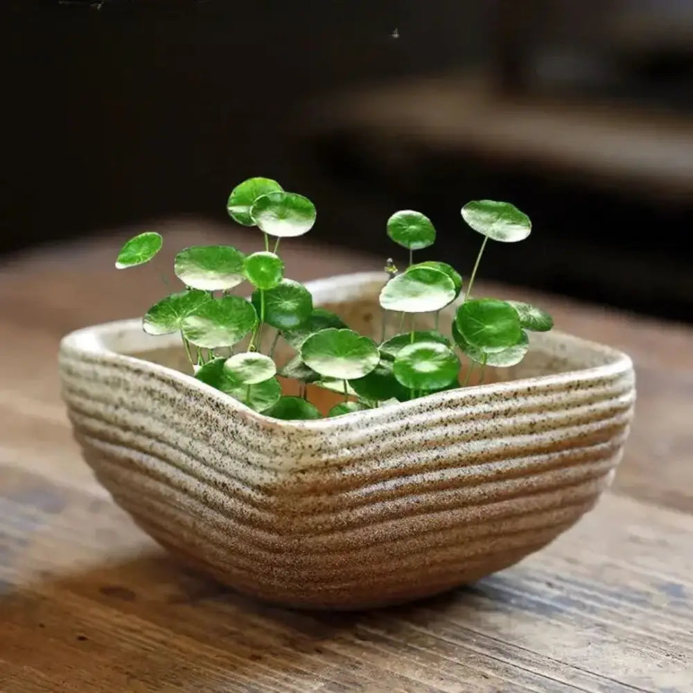 Pot de fleur décoratif intérieur