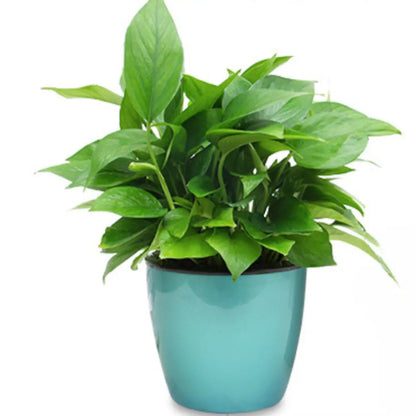 Pot de fleur en plastique de couleur