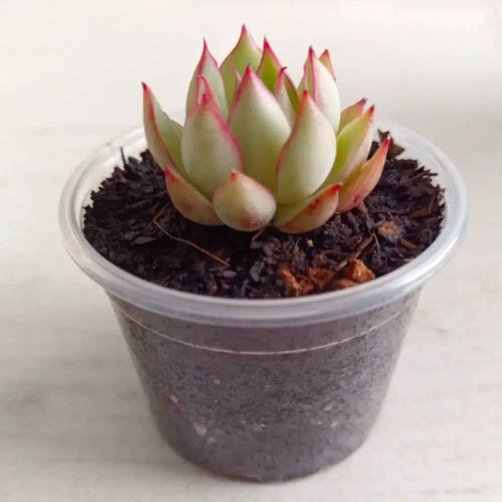 Pot de fleur en plastique transparent