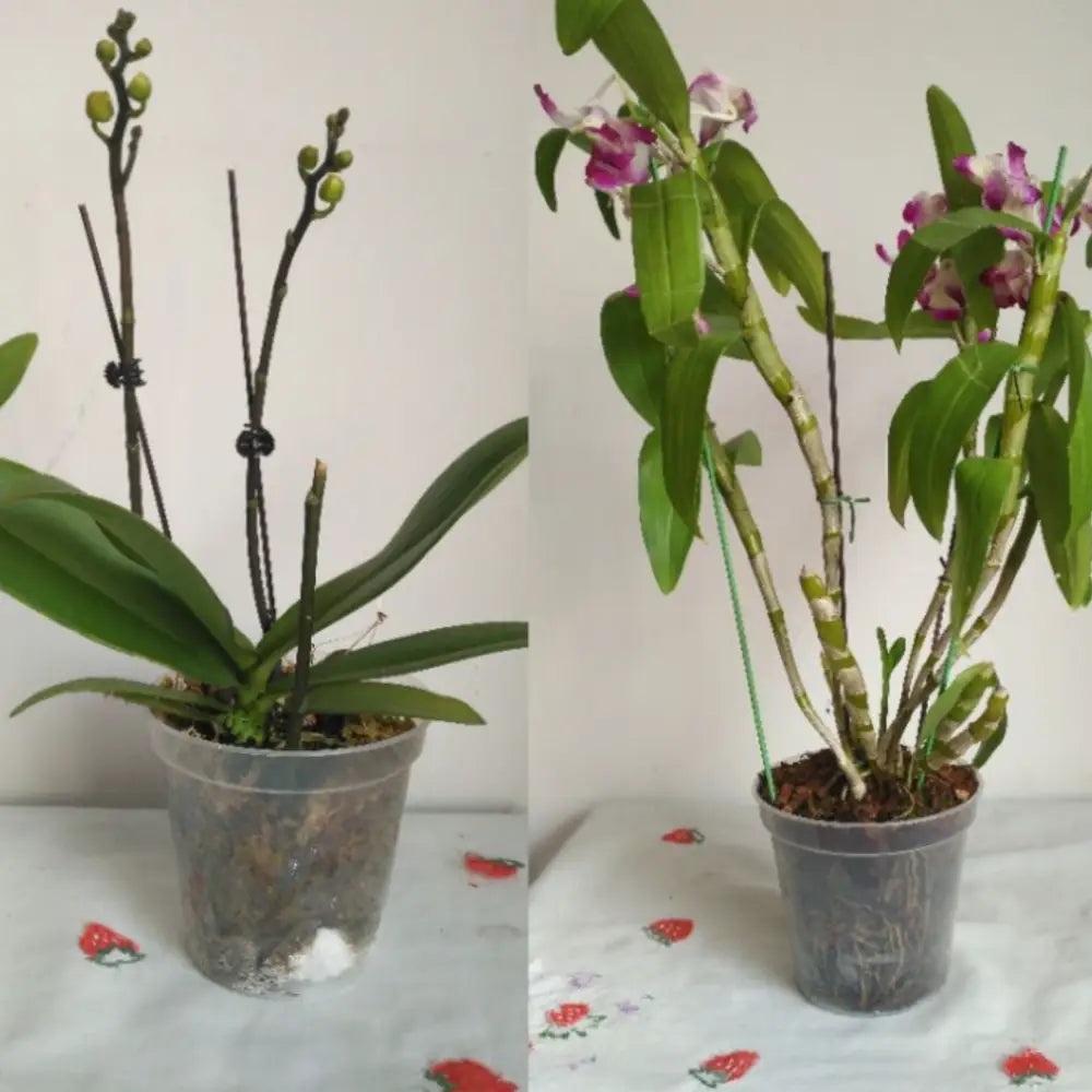 Pot de fleur en plastique transparent