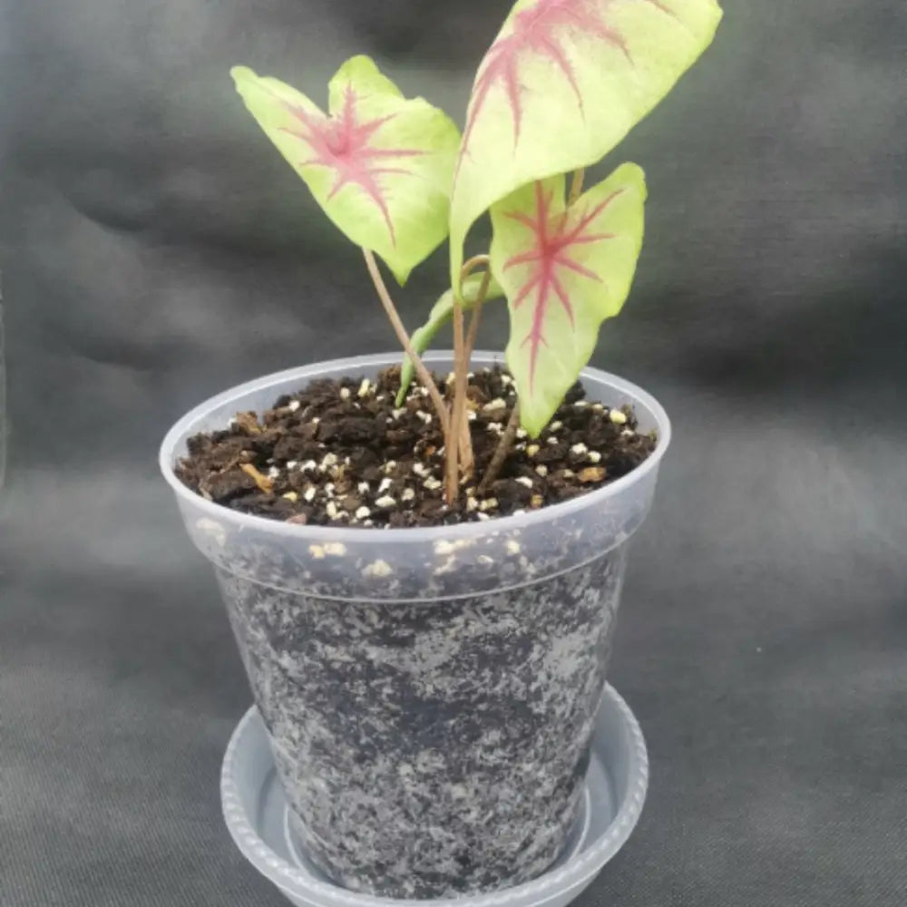 Pot de fleur en plastique transparent