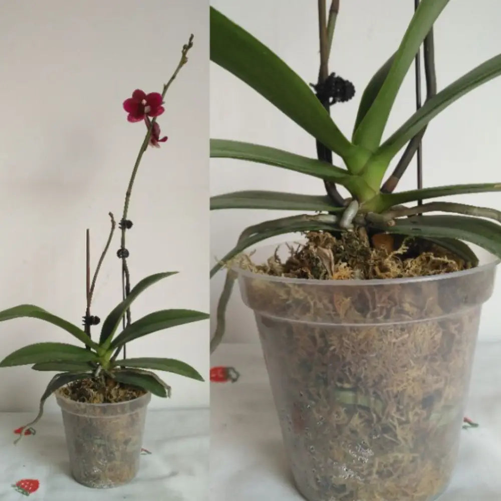 Pot de fleur en plastique transparent