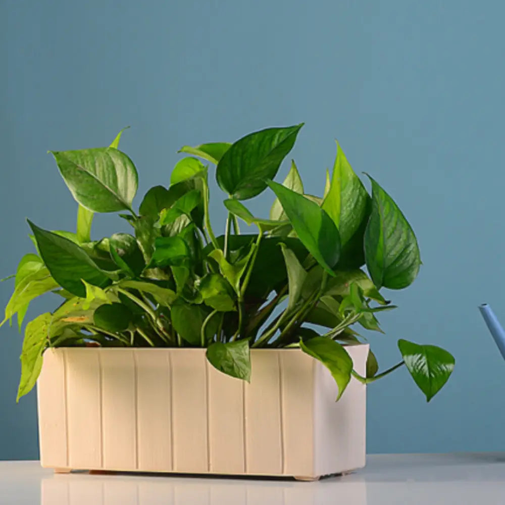 Pot de fleur extérieur rectangulaire