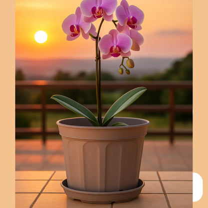 Pot de fleur marron plastique