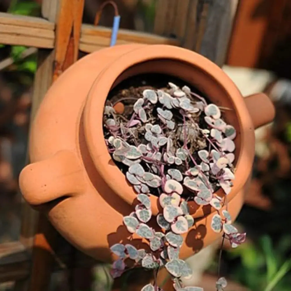 Pot de fleur mural en terre cuite