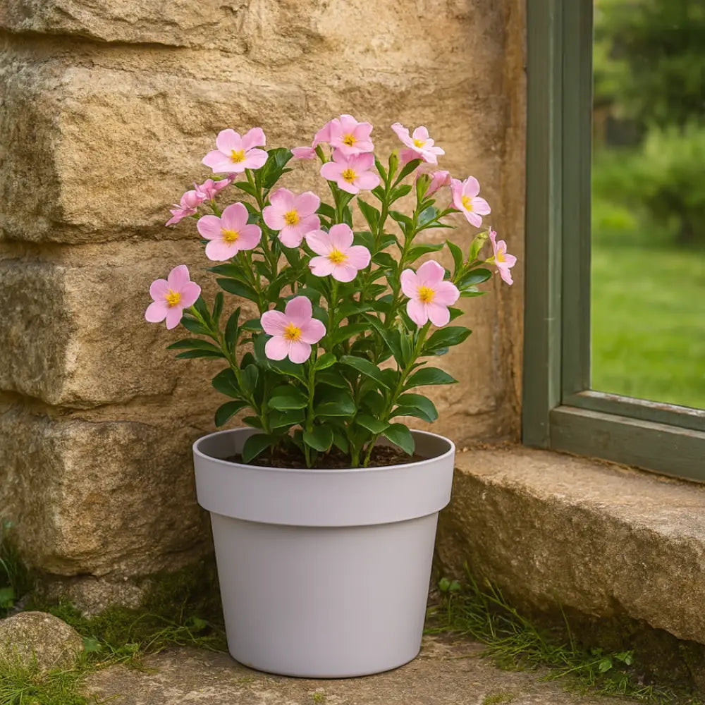 Pot de fleur plastique 20 cm