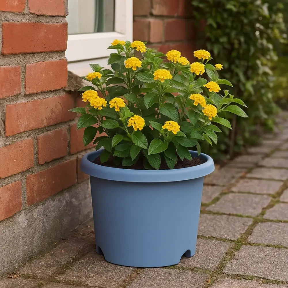 Pot de fleur plastique bleu