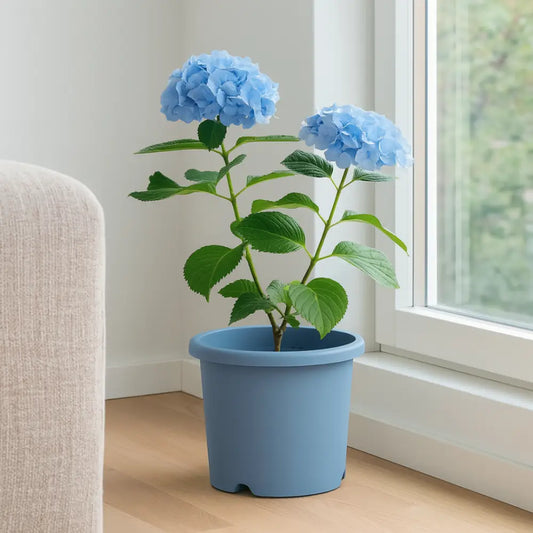 Pot de fleur plastique bleu
