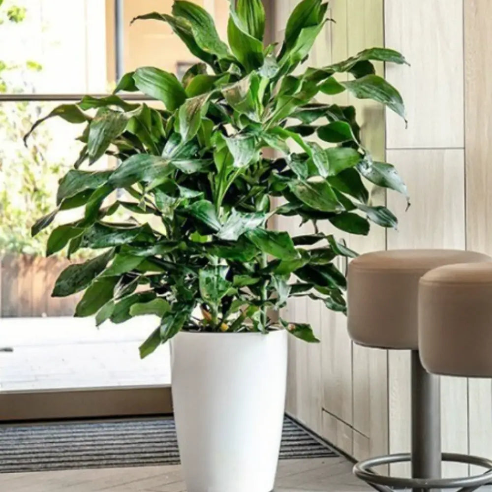 Pot de fleur plastique grande taille pas cher