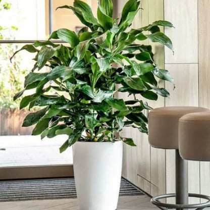 Pot de fleur plastique grande taille pas cher