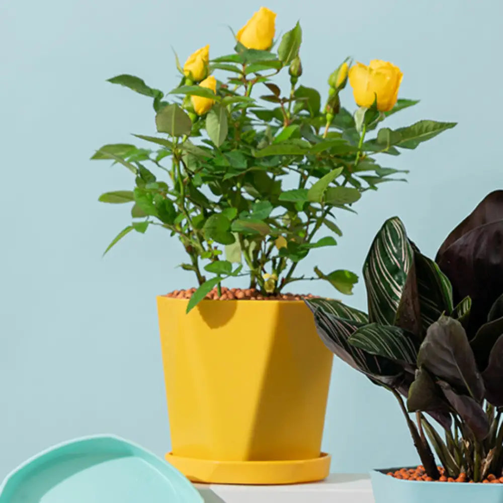 Pot de fleur plastique jaune