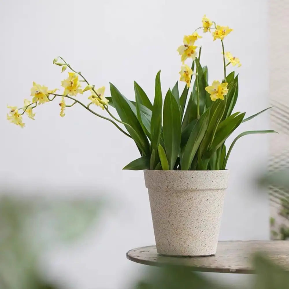 Pot de fleur plastique pas cher