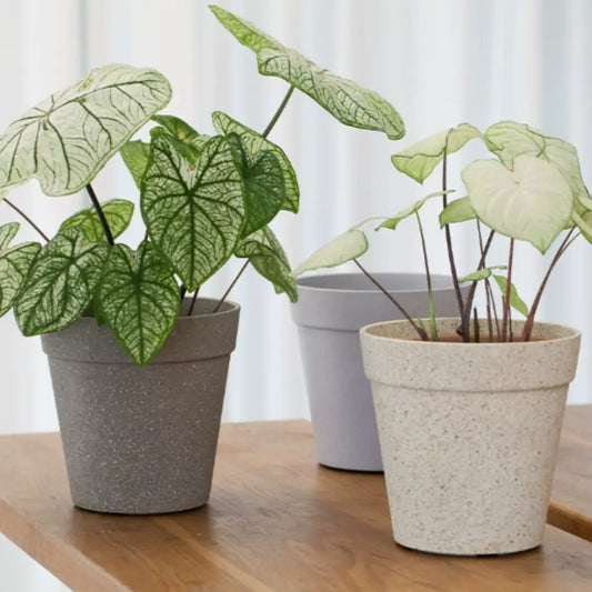 Pot de fleur plastique pas cher