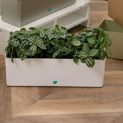 Pot de fleur plastique rectangulaire