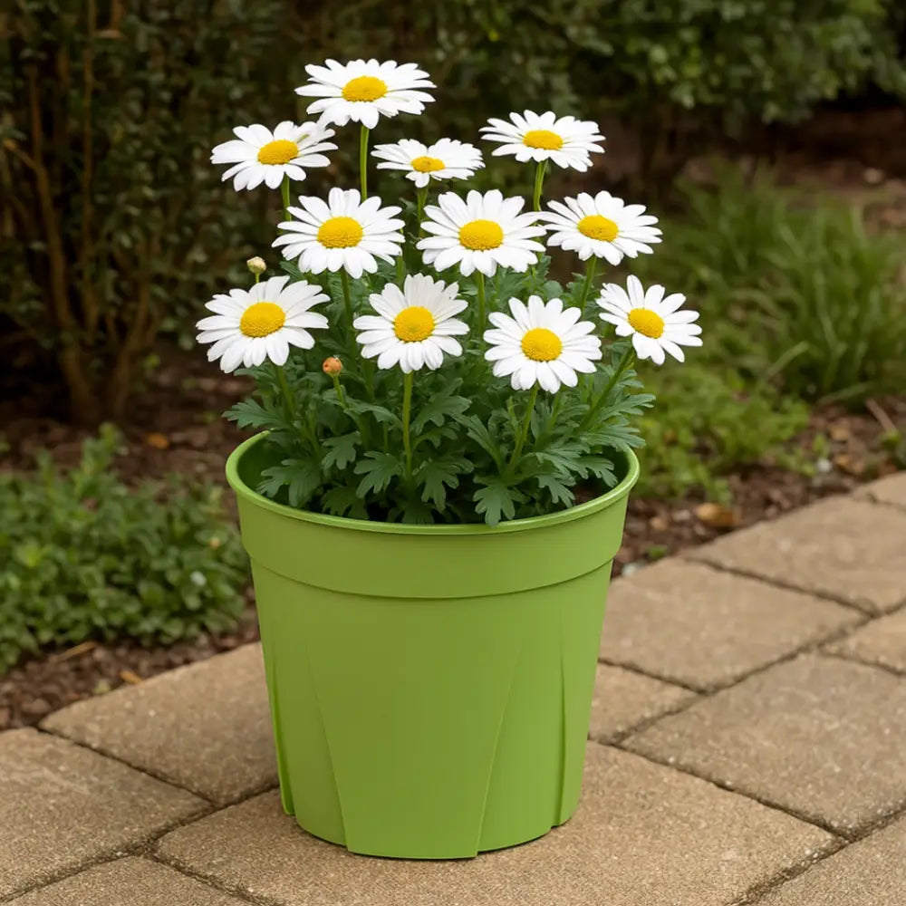 Pot de fleur plastique vert anis