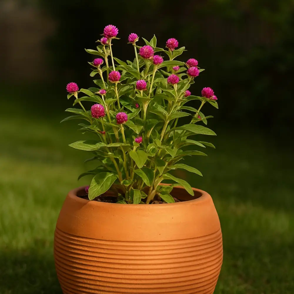 Pot de fleur rond terre cuite