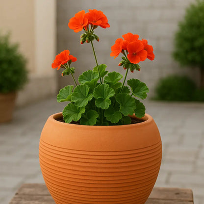 Pot de fleur rond terre cuite