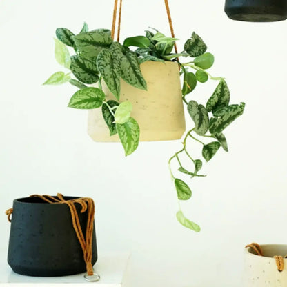 Pot de fleur suspendu au plafond